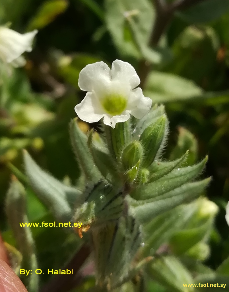 Nonea philistaea Boiss.